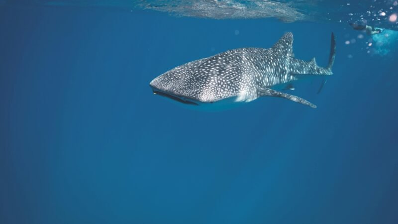 Angler fighting a shark using a strong Piscifun conventional fishing reel on a boat in deep sea