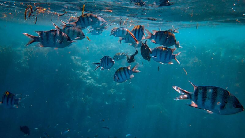 Angler catching different types of fish using Piscifun reels in freshwater and saltwater environments